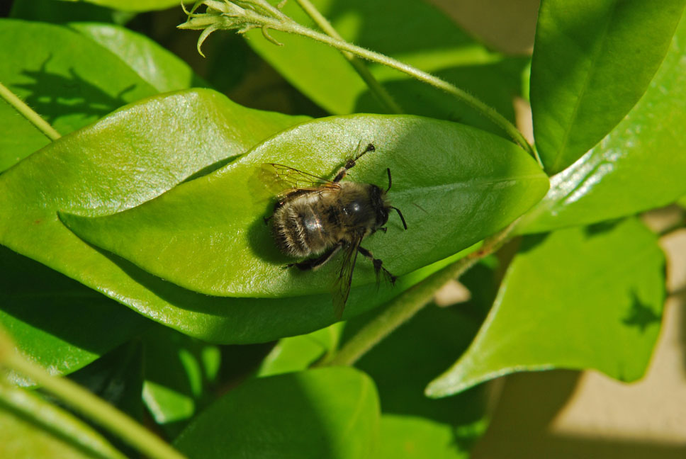 Anthophora plumipes M (Apidae Anthophorinae).